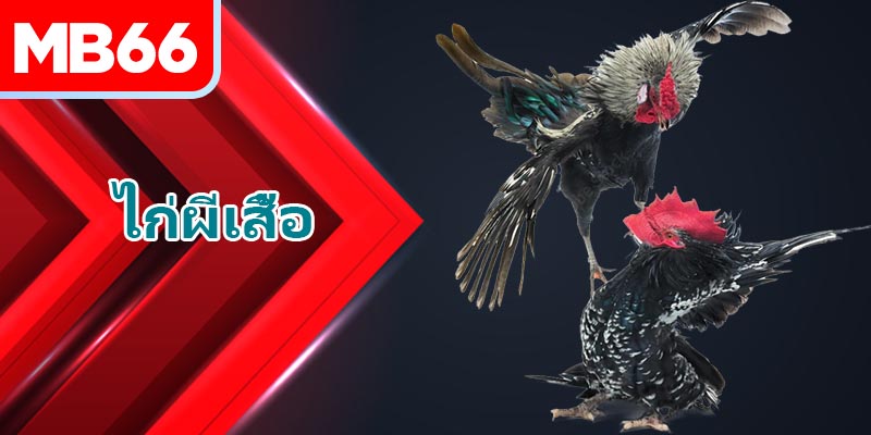 สายพันธุ์นักสู้ใดมักมีสีขนของ ไก่ผีเสื้อ