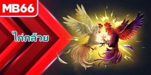 ไก่กล้วย คืออะไร? ความจริงที่น่าสนใจเกี่ยวกับไก่สายพันธุ์ที่ไม่เหมือนใคร